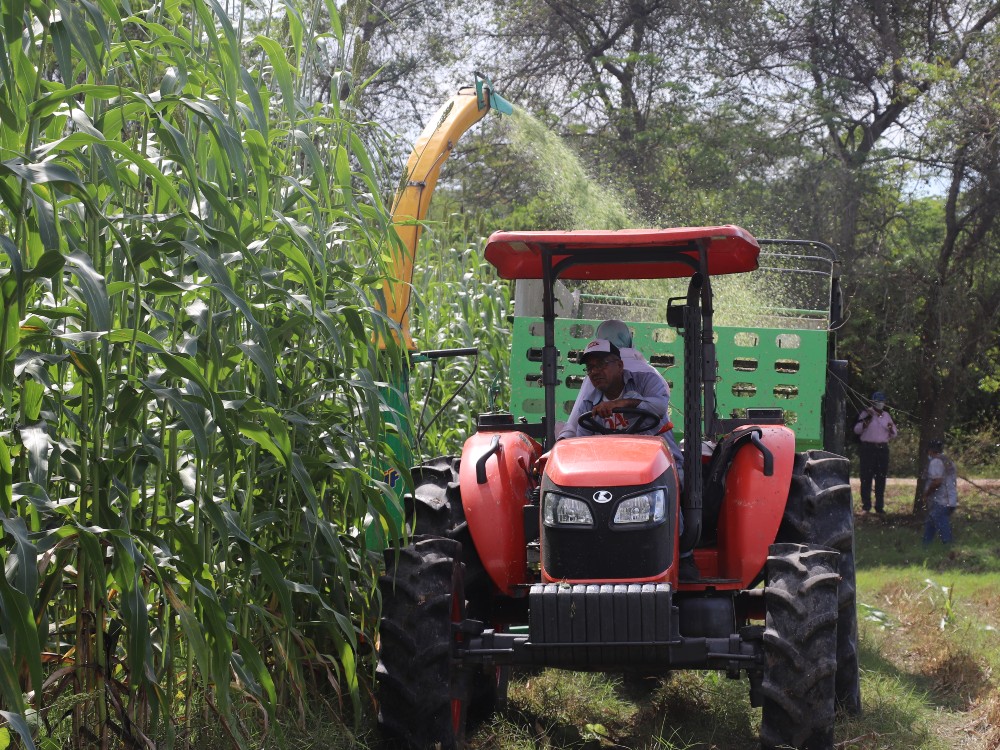 maquinaria-corte-sorgo_agrosavia maquinaria-corte-sorgo_agrosavia